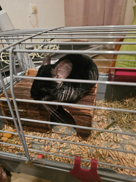 Chinchilla
