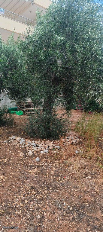 Ελαιόδεντρα