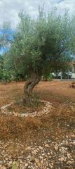 Ελαιόδεντρα-thumb-1
