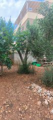 Ελαιόδεντρα-thumb-3
