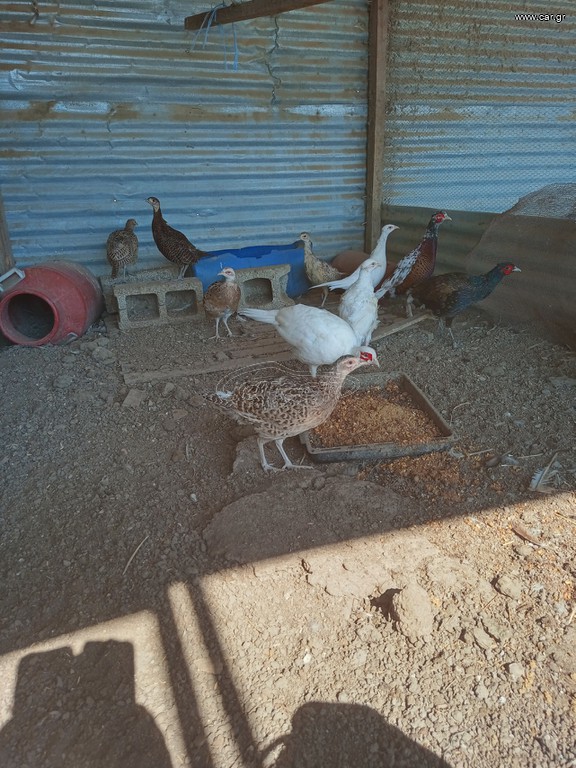 Ζευγάρια φασιανοί
