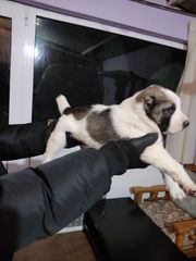 κεντρικης ασιας. Alabai-thumb-5