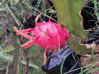 Φυτα dragon fruit