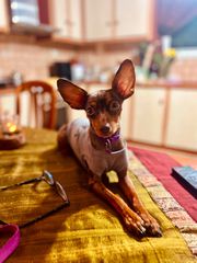 Mini Pinscher - Prager Rattler
