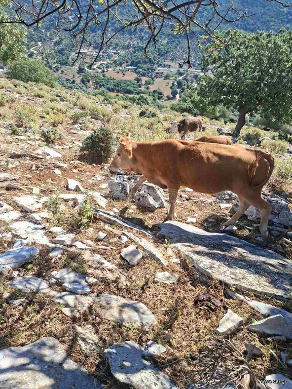 Πωλούντα Αγελάδες