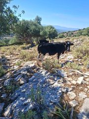 Πωλούντα Αγελάδες-thumb-1