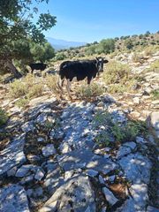 Πωλούντα Αγελάδες-thumb-2