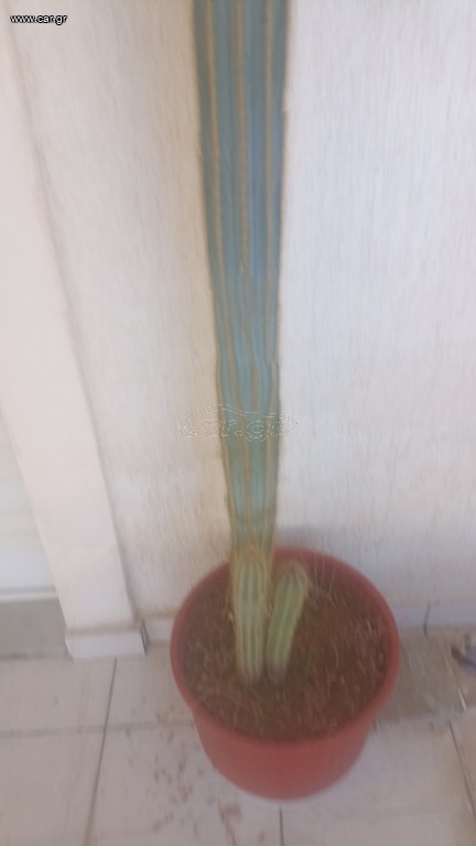 Κάκτος