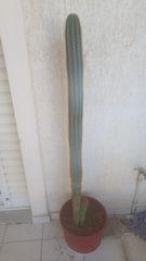 Κάκτος-thumb-1