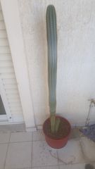 Κάκτος-thumb-2