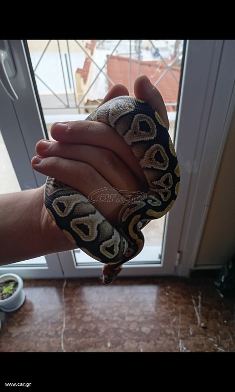 Θηλυκο ball python butter het clown με τερρα