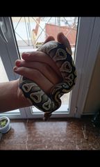 Θηλυκο ball python butter het clown με τερρα