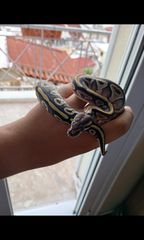 Θηλυκο ball python butter het clown με τερρα-thumb-1