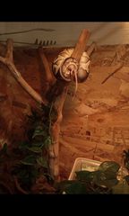 Θηλυκο ball python butter het clown με τερρα-thumb-3