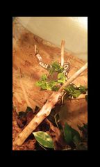 Θηλυκο ball python butter het clown με τερρα-thumb-4