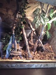 Θηλυκο ball python butter het clown με τερρα-thumb-5