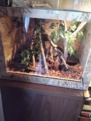 Θηλυκο ball python butter het clown με τερρα-thumb-6