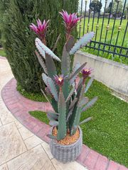 Τεχνητός κάκτος παγώνι Epiphyllum 140cm σε μοντέρνα γλάστρα EVA