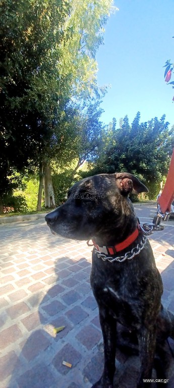 Pitbull