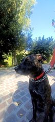 Pitbull