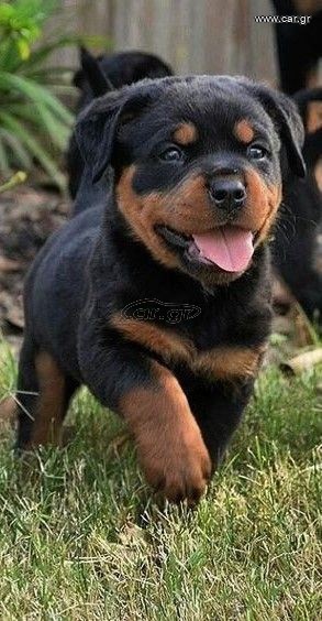 Ροτβαιλερ Rottweiler
