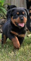 Ροτβαιλερ Rottweiler
