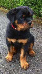 Ροτβαιλερ Rottweiler-thumb-1