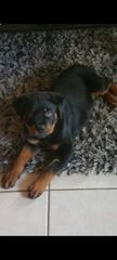 Ροτβαιλερ Rottweiler-thumb-2