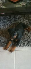 Ροτβαιλερ Rottweiler-thumb-3