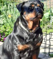 Ροτβαιλερ Rottweiler-thumb-4