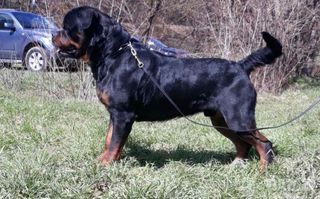 Ροτβαιλερ Rottweiler-thumb-5