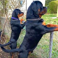 Ροτβαιλερ Rottweiler-thumb-6