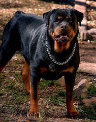 Ροτβαιλερ Rottweiler-thumb-7