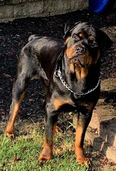 Ροτβαιλερ Rottweiler-thumb-8
