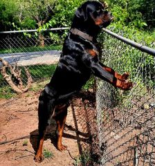 Ροτβαιλερ Rottweiler-thumb-9