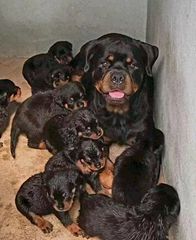 Ροτβαιλερ Rottweiler-thumb-10