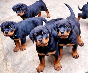 Ροτβαιλερ Rottweiler-thumb-11