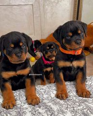 Ροτβαιλερ Rottweiler-thumb-12