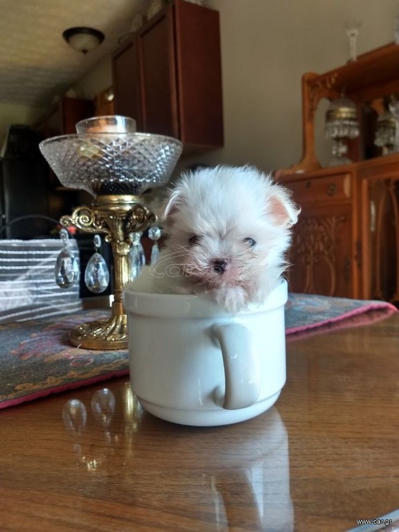 Μαλτεζ μινιατουρα 1.5 kgr maltez tea cup