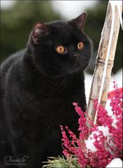 Βρετανική Κοντοτριχη / British shorthair-thumb-2