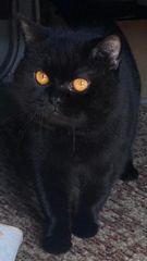 Βρετανική Κοντοτριχη / British shorthair-thumb-3