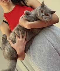 Βρετανική Κοντοτριχη / British shorthair-thumb-4
