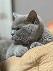 Βρετανική Κοντοτριχη / British shorthair-thumb-5