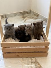 Βρετανική Κοντοτριχη / British shorthair