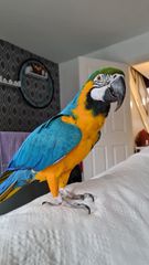 Παπαγαλος macaw