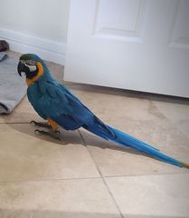 Παπαγαλος macaw-thumb-1