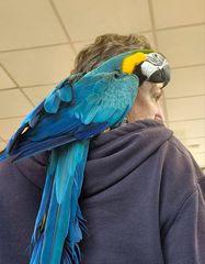 Παπαγαλος macaw-thumb-2