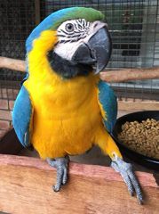 Παπαγαλος macaw-thumb-3