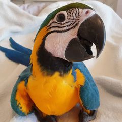 Παπαγαλος macaw-thumb-4