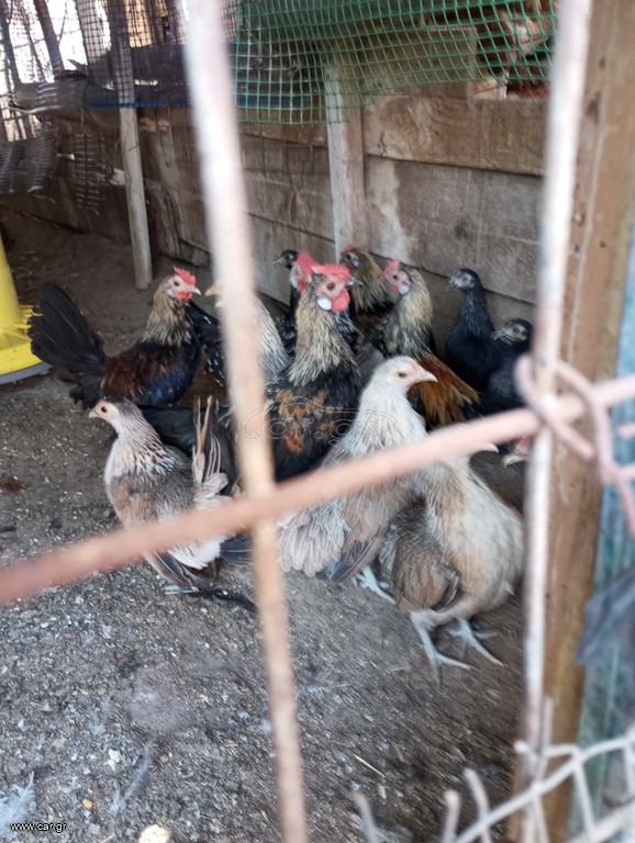 ΠΩΛΟΥΝΤΑΙ ΝΑΝΑΚΙΑ